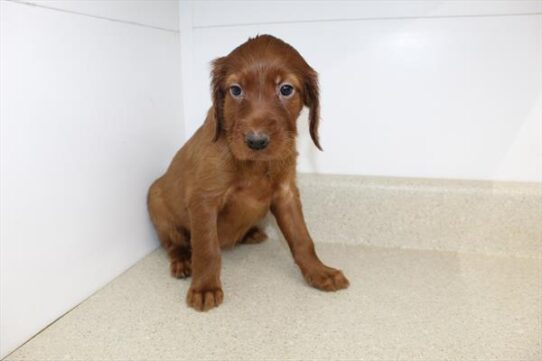 Irish Setter-DOG-Female-Mahogany-9850-Petland Pensacola, Florida