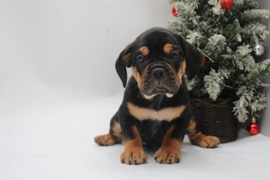 Beabull-DOG-Female-Black / Tan-9851-Petland Pensacola, Florida
