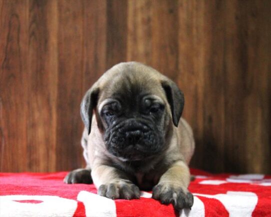 Bullmastiff-DOG-Female-Red Fawn-9852-Petland Pensacola, Florida
