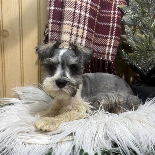 Miniature Schnauzer-DOG-Male-Salt / Pepper-9853-Petland Pensacola, Florida