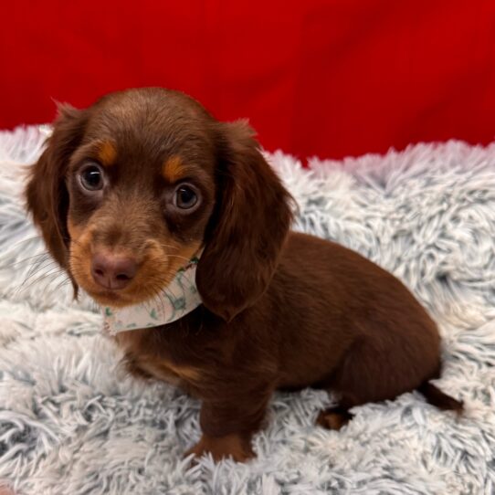 Dachshund-DOG-Male-Chocolate and Tan-9865-Petland Pensacola, Florida