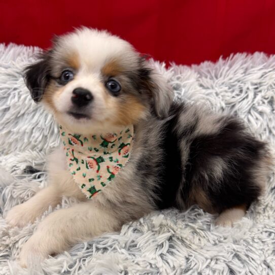 Australian Shepherd-DOG-Male-Blue Merle / Tan-9860-Petland Pensacola, Florida