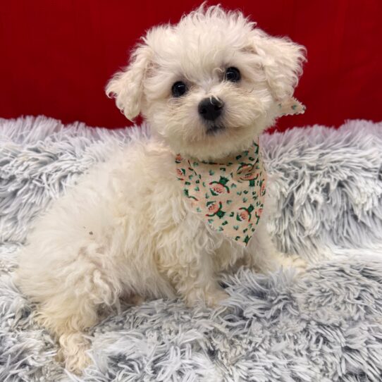 Bichon Frise-DOG-Female-White-9863-Petland Pensacola, Florida