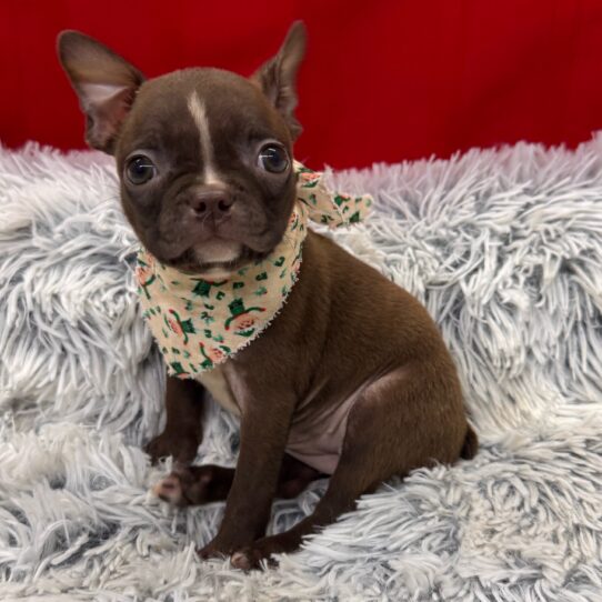Boston Terrier-DOG-Female-Seal-9861-Petland Pensacola, Florida