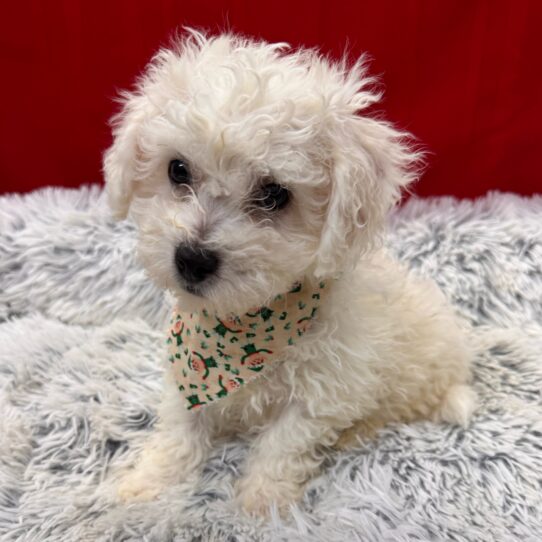 Bichon Frise-DOG-Male-White-9862-Petland Pensacola, Florida