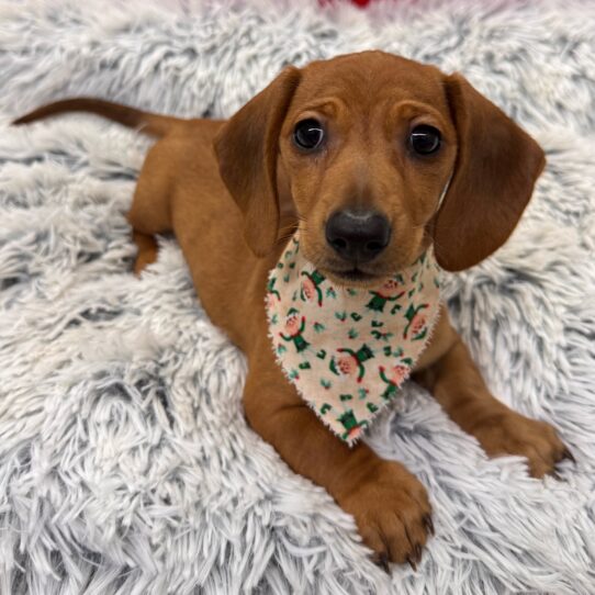 Dachshund-DOG-Female-Red-9866-Petland Pensacola, Florida
