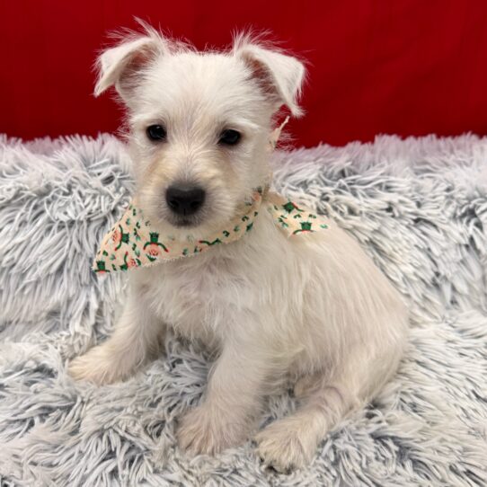 West Highland White Terrier-DOG-Male-White-9867-Petland Pensacola, Florida