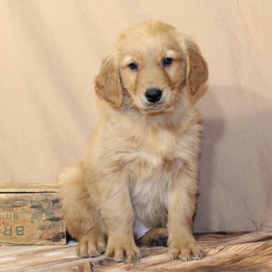 Golden Retriever-DOG-Male-Dark Golden-9890-Petland Pensacola, Florida