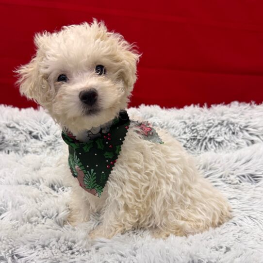 Bichon-Poodle-DOG-Female-White/Buff-9903-Petland Pensacola, Florida