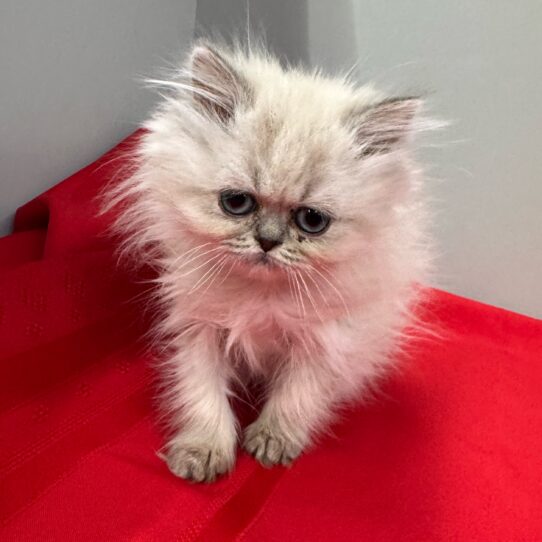 Persian-KITTEN-Female-Blue Point-9887-Petland Pensacola, Florida