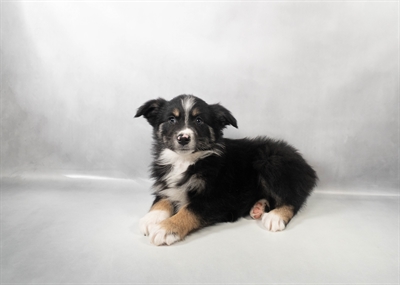 Australian Shepherd-DOG-Female-Black White and Tan-9920-Petland Pensacola, Florida