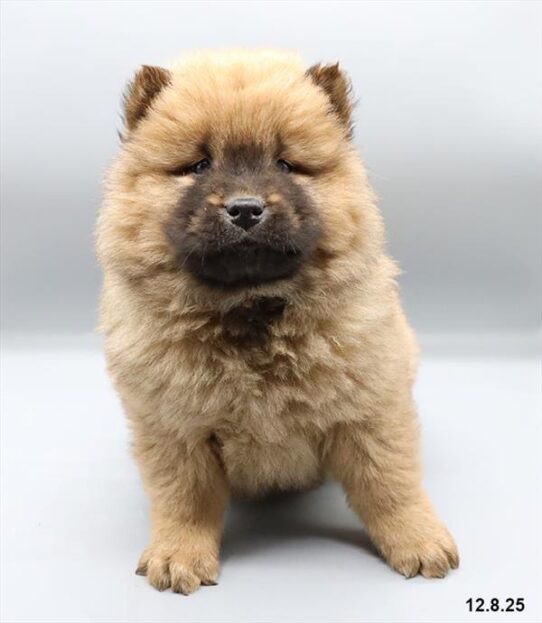 Chow Chow-DOG-Male-Cinnamon-9937-Petland Pensacola, Florida