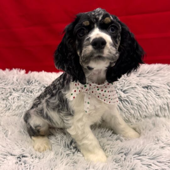 Cocker Spaniel-DOG-Male-Blue Roan and Tan-9926-Petland Pensacola, Florida