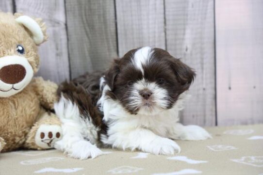 Shih Tzu-DOG-Female-Brindle / White-9953-Petland Pensacola, Florida