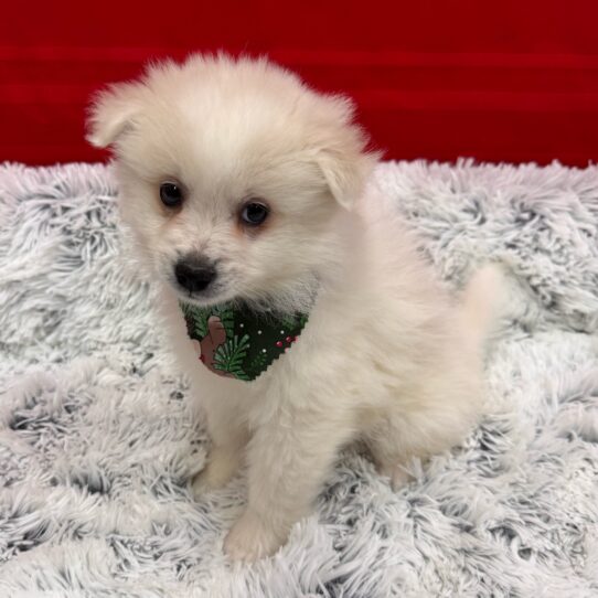 American Eskimo Dog-DOG-Female-White-9957-Petland Pensacola, Florida