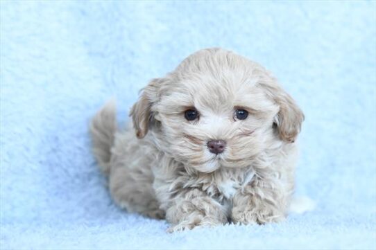 Pom-A-Poo-DOG-Female-Cream / White-9965-Petland Pensacola, Florida