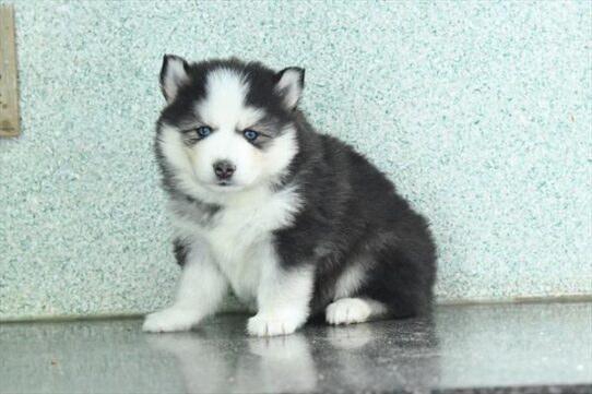 Pomsky-DOG-Female-Gray / White-9966-Petland Pensacola, Florida