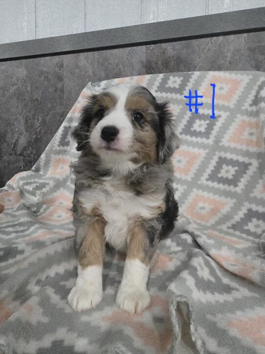 Mini Aussiedoodle-DOG-Male-Blue Merle-9967-Petland Pensacola, Florida