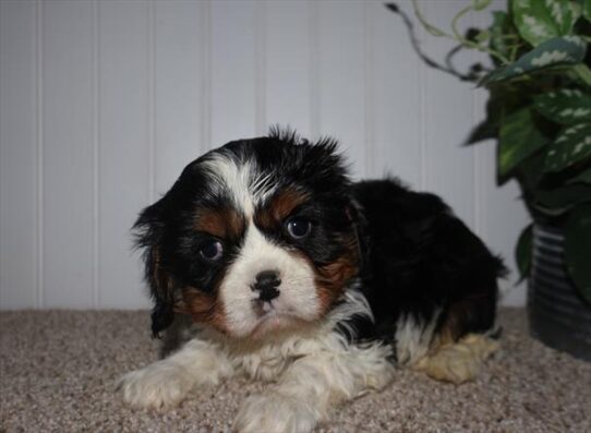 Cavalier King Charles Spaniel-DOG-Male-Black / White-9972-Petland Pensacola, Florida