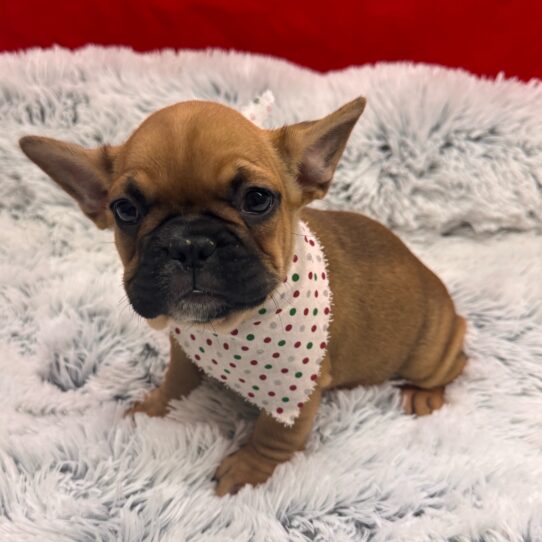 French Bulldog-DOG-Female-Fawn / White-9968-Petland Pensacola, Florida