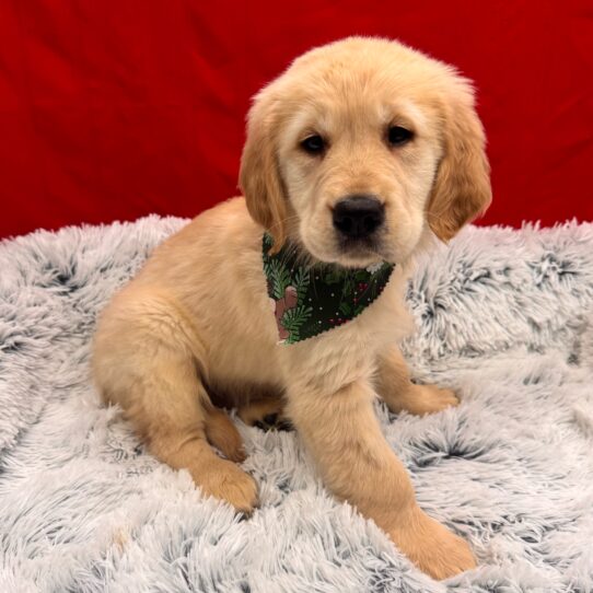 Golden Retriever-DOG-Male-Light Golden-9973-Petland Pensacola, Florida