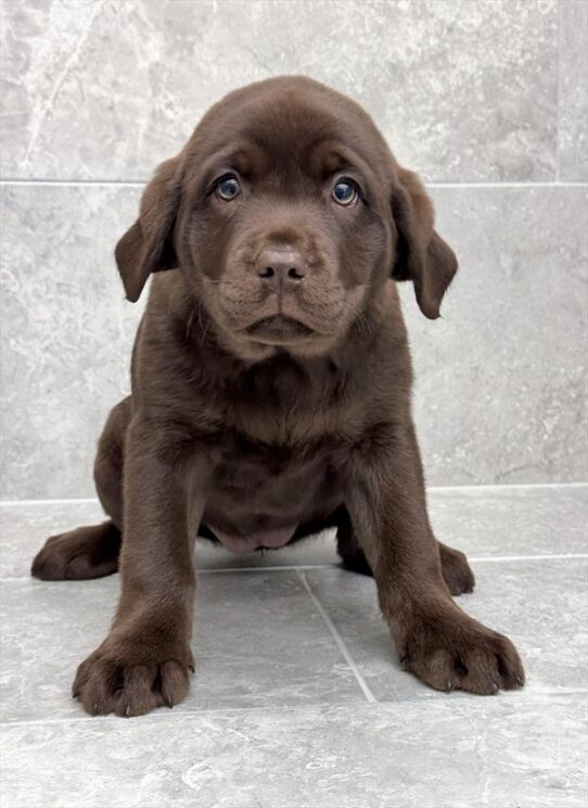 Labrador Retriever-DOG-Female-Chocolate-9975-Petland Pensacola, Florida