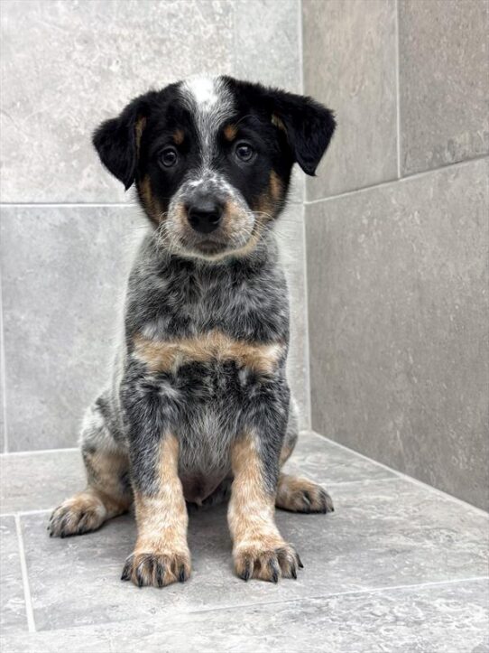Australian Cattle Dog-DOG-Male-Blue-9976-Petland Pensacola, Florida