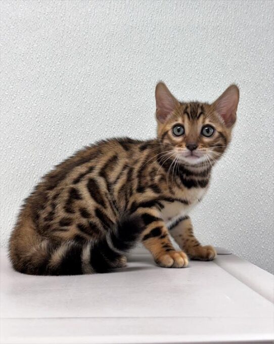 Bengal-KITTEN-Male-Brown / Black-9977-Petland Pensacola, Florida