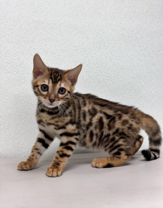 Bengal-KITTEN-Male-Brown / Black-9978-Petland Pensacola, Florida