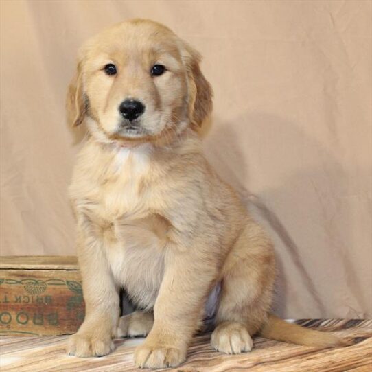 Golden Retriever-DOG-Female-Golden-9980-Petland Pensacola, Florida
