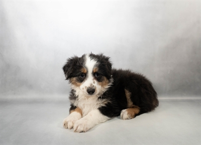 Australian Shepherd-DOG-Female-Black White and Tan-9992-Petland Pensacola, Florida