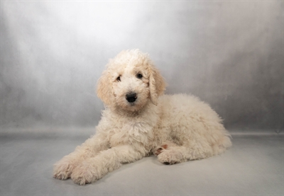 Standard Poodle-DOG-Female-Cream-9993-Petland Pensacola, Florida