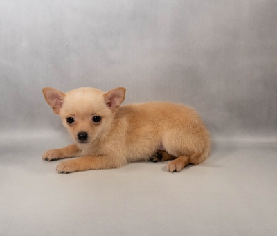 Chihuahua-DOG-Male-Cream-9996-Petland Pensacola, Florida