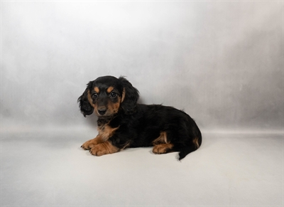 Dachshund-DOG-Male-Black and Tan-9997-Petland Pensacola, Florida
