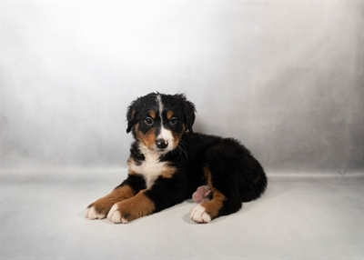 Bernese Mountain Dog-DOG-Female-Black Rust and White-10001-Petland Pensacola, Florida