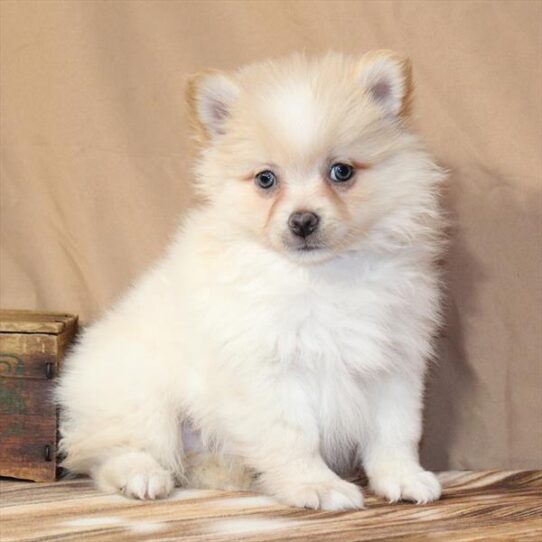 Pomeranian-DOG-Male-Cream-10006-Petland Pensacola, Florida