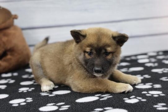Shiba Inu-DOG-Female-Red Sesame-10007-Petland Pensacola, Florida