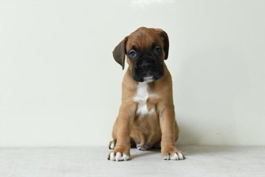 Boxer-DOG-Male-Mahogany / White-10010-Petland Pensacola, Florida