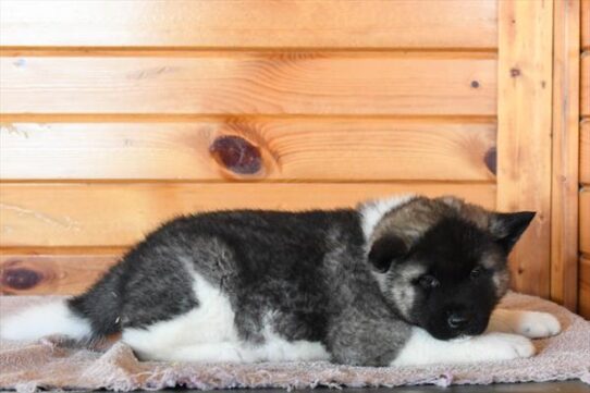 Akita-DOG-Male-Black / White-10012-Petland Pensacola, Florida