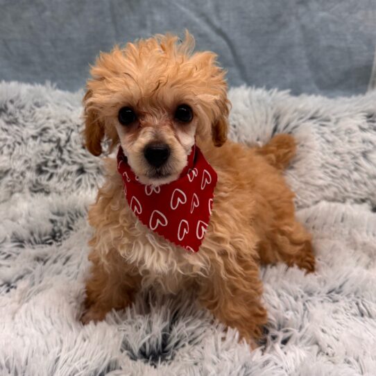 Poodle-DOG-Female-Apricot-9995-Petland Pensacola, Florida