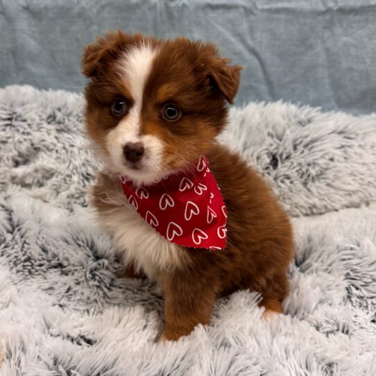 Miniature American Shepherd-DOG-Female-Red-9999-Petland Pensacola, Florida