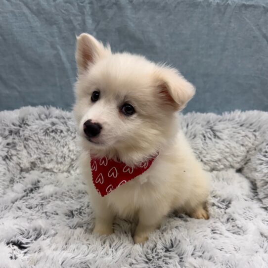 American Eskimo-DOG-Male-White-9991-Petland Pensacola, Florida