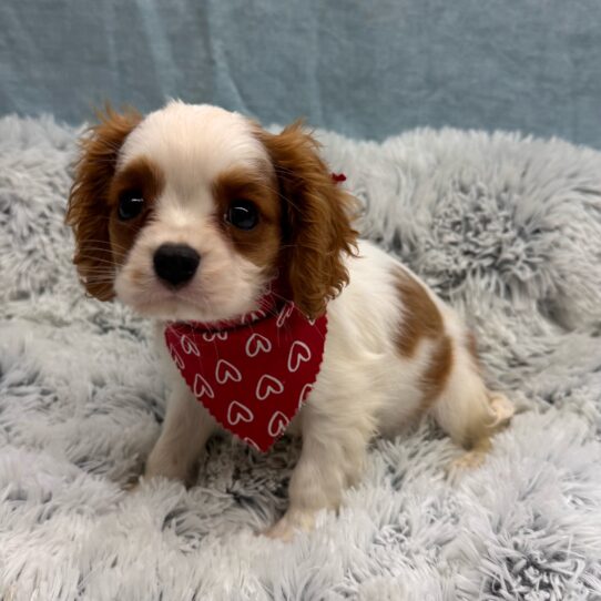 Cavalier King Charles Spaniel-DOG-Male-Blenheim-9994-Petland Pensacola, Florida
