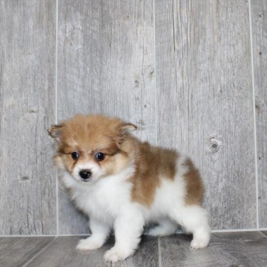 Pomeranian-DOG-Male-Orange-10017-Petland Pensacola, Florida