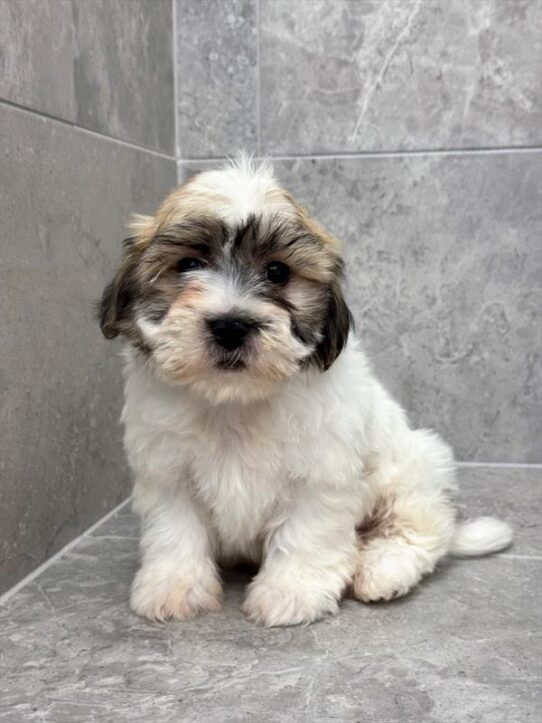 Shih Tzu-DOG-Male-Gold / White-10018-Petland Pensacola, Florida