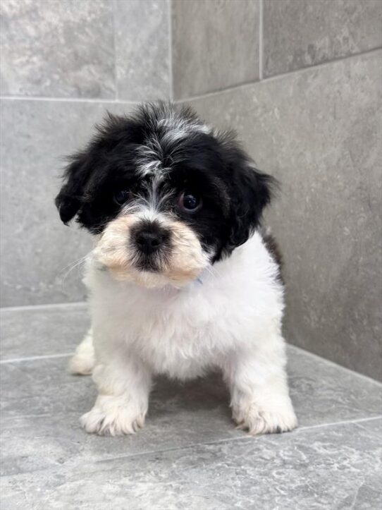 Shih Tzu-DOG-Female-Brindle / White-10019-Petland Pensacola, Florida
