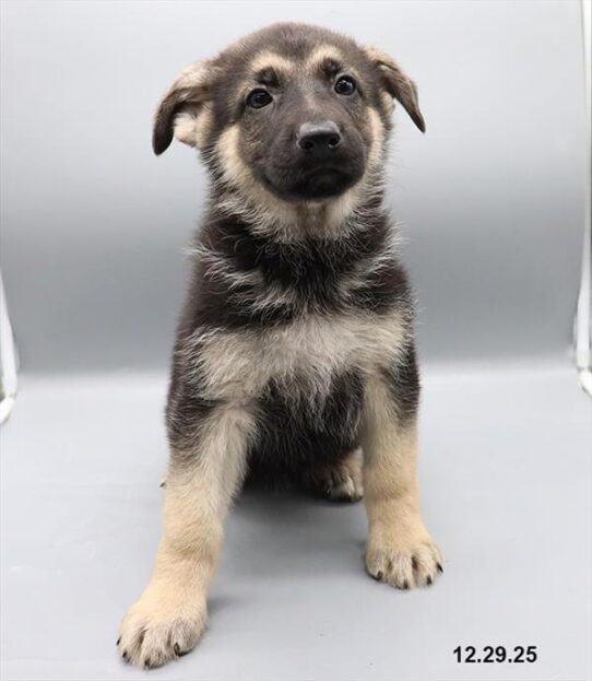 German Shepherd-DOG-Female-Black / Tan-10024-Petland Pensacola, Florida