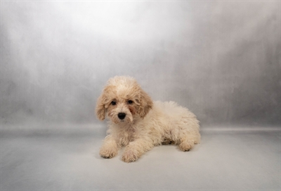 Poodle-DOG-Male-White and Apricot-10032-Petland Pensacola, Florida