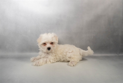 Maltese-DOG-Female-White-10037-Petland Pensacola, Florida