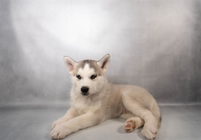 Siberian Husky-DOG-Male-Grey and White-10039-Petland Pensacola, Florida